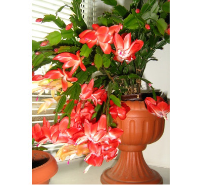 Шлюмбергера усічена (Schlumbergera truncatus)  Christmas Cheer